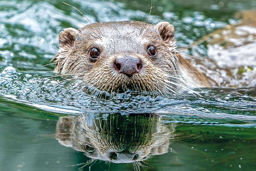 Import-Export_Kantonstierarzt_laburk