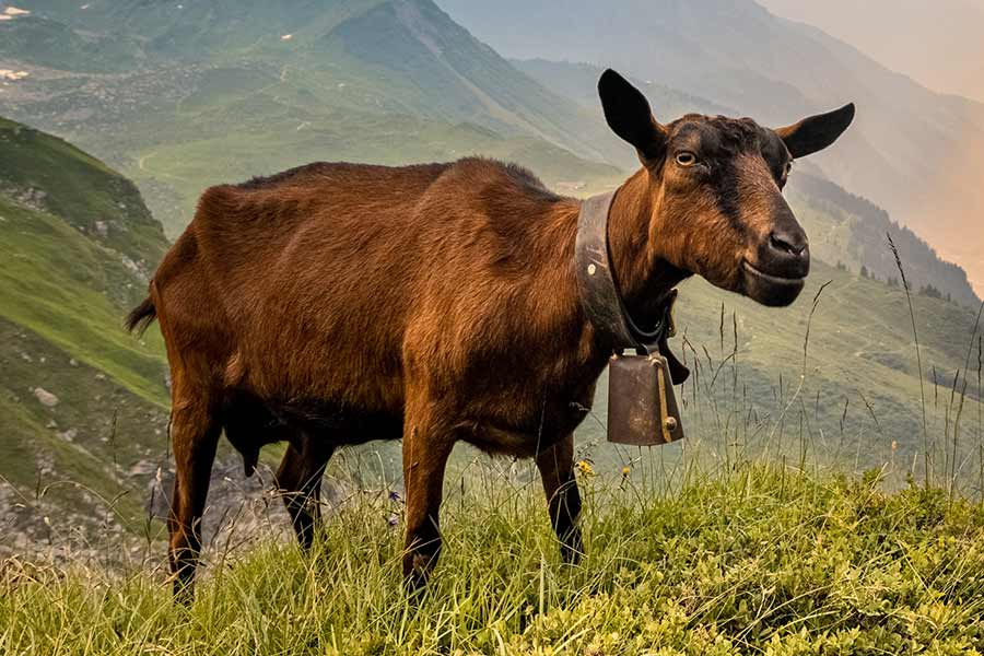 tierarzneimittel_geiss